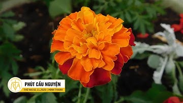 Phút Cầu Nguyện, Thứ Hai 02/11/2020:  Cùng Mẹ Sống Nghèo Vì Nước Trời