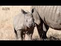 What Sound Does a Rhino Make? The Secret Language of Rhinos
