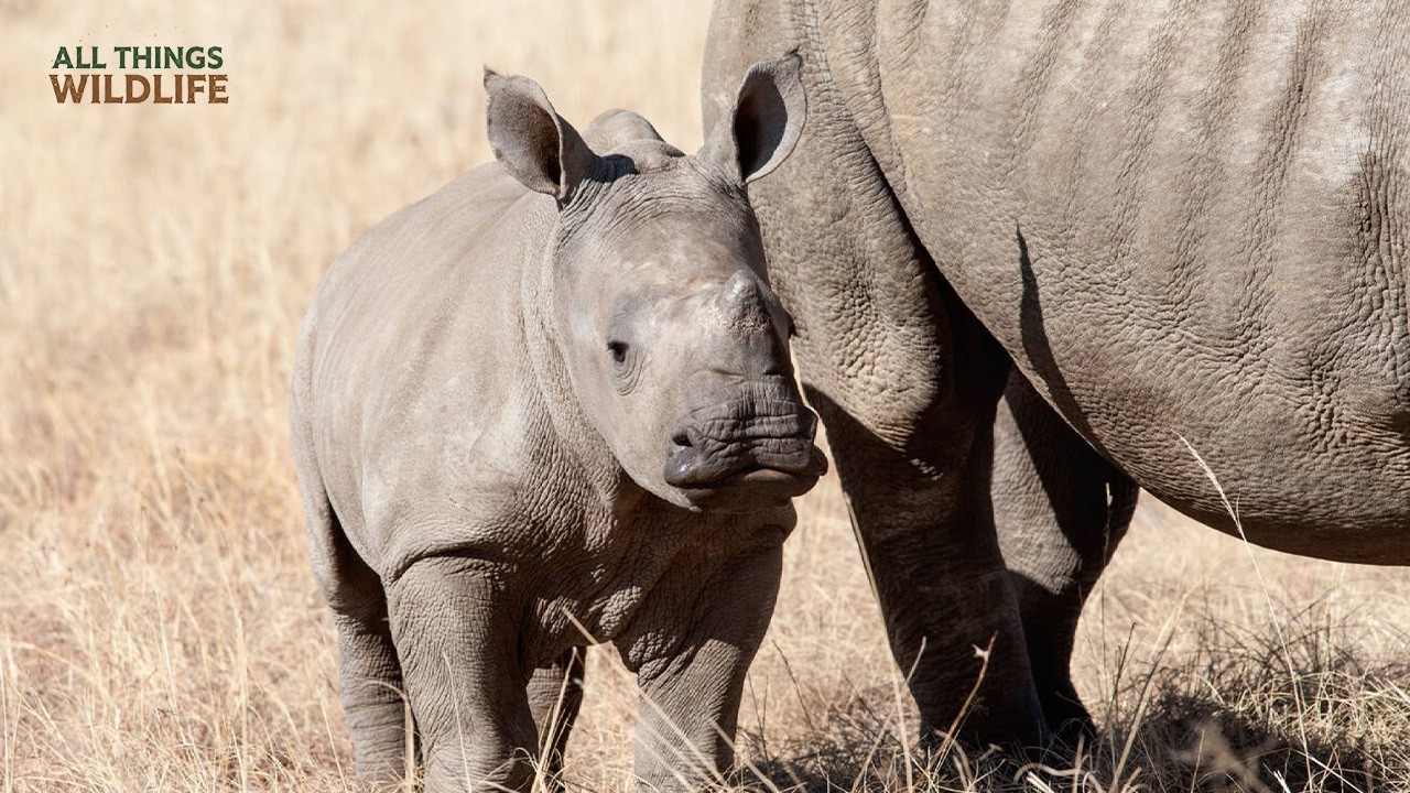 What Sound Does a Rhino Make? The Secret Language of Rhinos