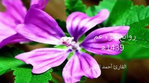 تلاوة خاشعة من جزء عم القارئ أحمد الشهري