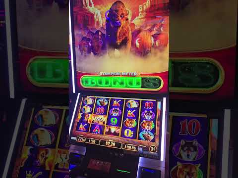 Wildies Free Spins Non Attribuées : Les Raisons Possibles