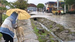 Walking In The Winter Rain in Izmir#rain#walking #wildlife #birds #lakes #tourism #dogs #duck #fypシ