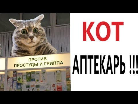 Лютые приколы. КОТ АПТЕКАРЬ!!! Самое смешное видео! Засмеялся проиграл! – Domi Show!