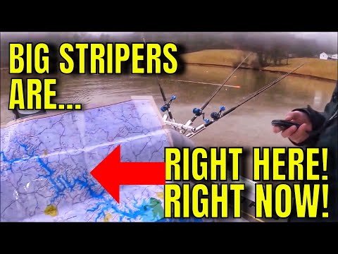 Pros Don’t Want You to WATCH THIS VIDEO. Catch Striped Bass RIGHT NOW!