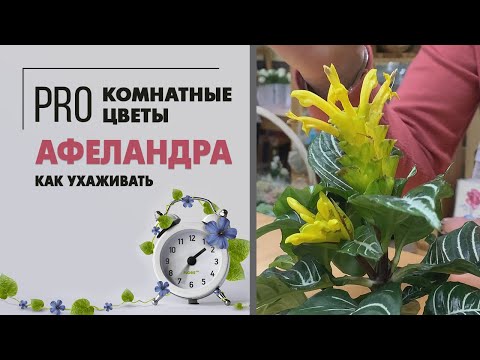 Видео: Афеландра - гэрийн арчилгаа