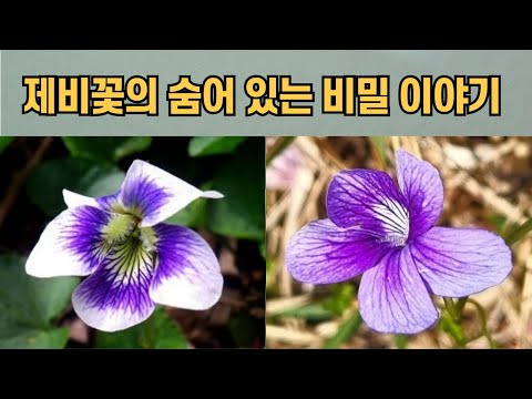 The Secret Story Hidden in Violets