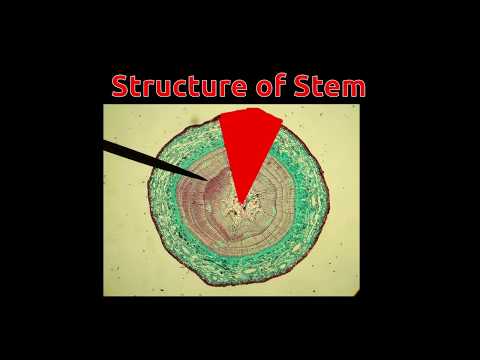 Structure Of Stem