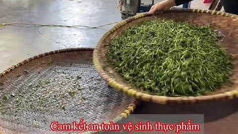 Cận Cảnh Làm Chè Tân Cương Thái Nguyên | Chè Tân Cương Thái Nguyên