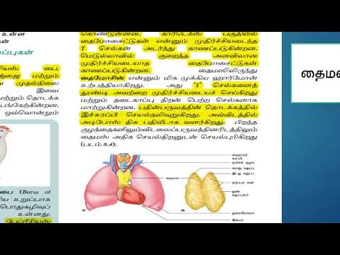 LymphoidalOrgans tm