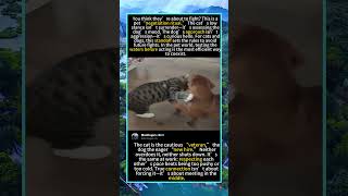 Cat vs Dog: The Standoff That Prevented Fights#foryou #fyp #animals #funny#CatVsDog #PetBehavior