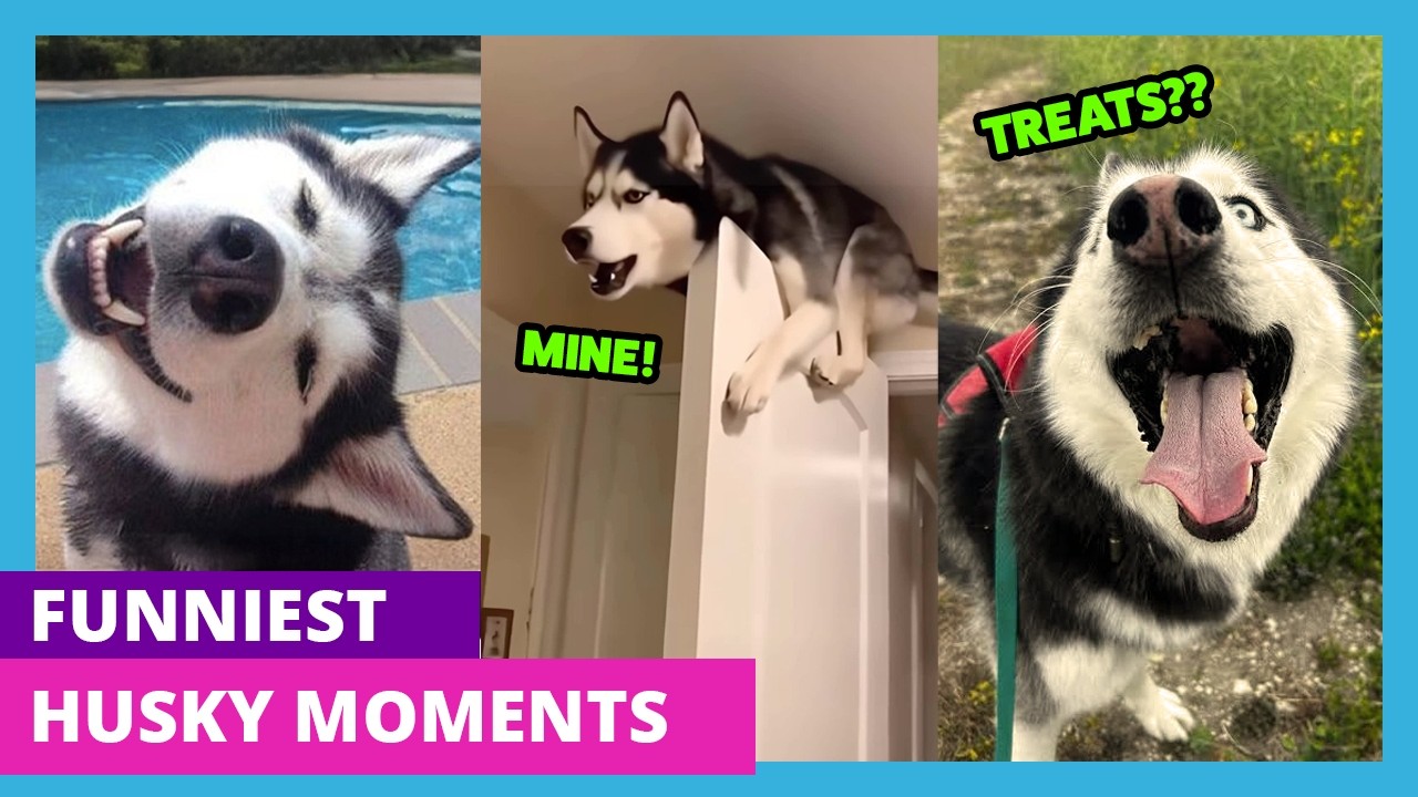 Funniest Husky Moments - Collab, Inc. Thumb Test