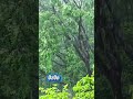 Rain Forest #asmr #relax #rain #asmrindonesia #trending