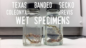 PRESERVING my DEAD GECKOS | Preparing Lizards as Wet Specimens