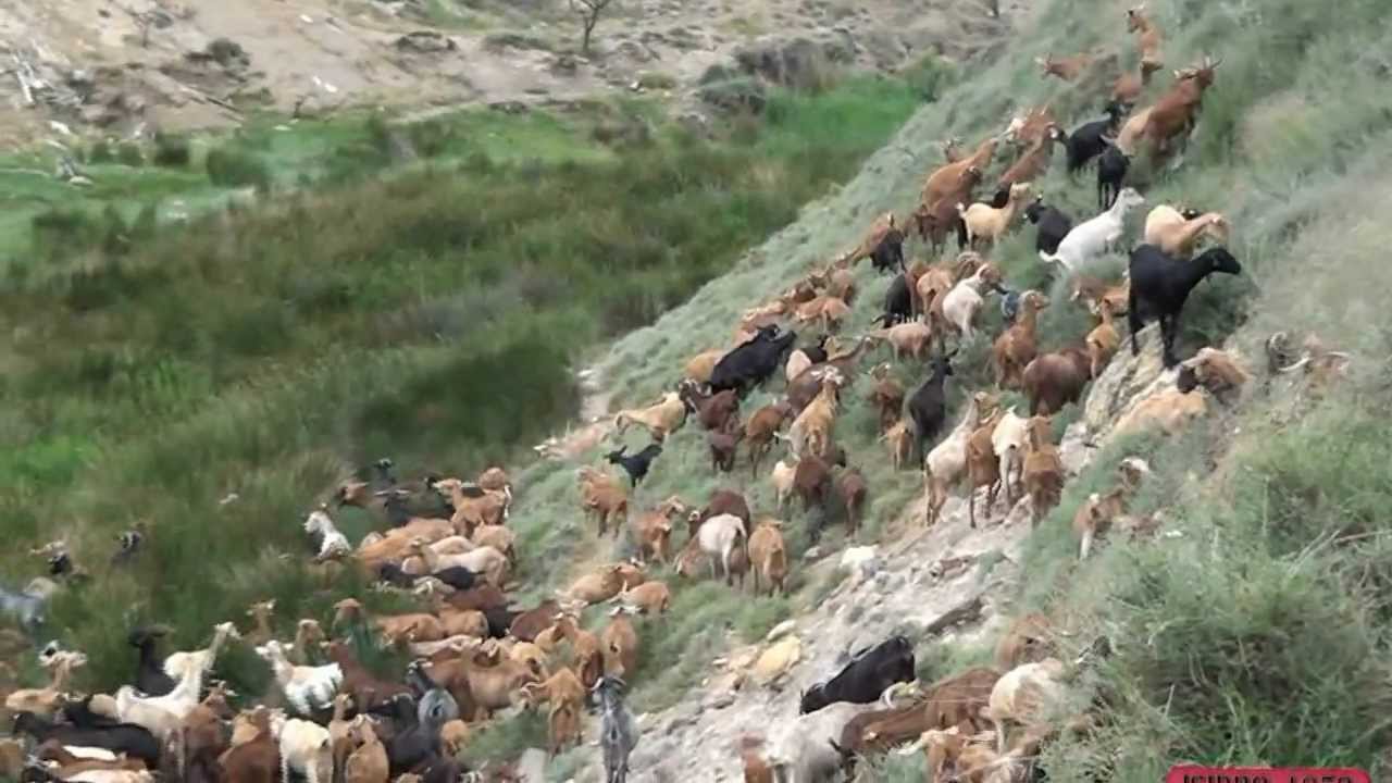 EL SEÑOR RUBIO Y SUS CABRAS 8-06-2012