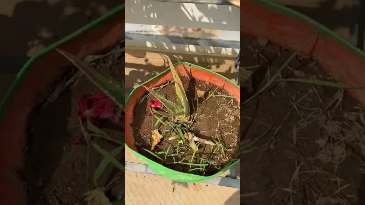 ಮನೆಯಲ್ಲಿ ಪ್ರತಿ 15ದಿನಕೊಮ್ಮೆ ಇದು ಖಂಡಿತ ತಯಾರಾಗುತ್ತೆ, instant energy and rich in calcium iron,ನಿಮಗೂ ಬೇಕಾ