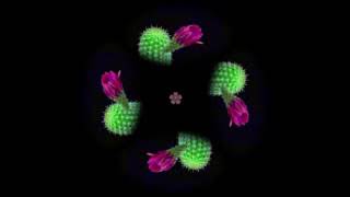 Hologram Pyramid Movie Growing Plant and Cactus Flowers low screenshot 5