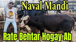 Moach Goth Naval Colony Yousuf Goth Mandi Latest Cattle Rates 2024 Mandi 13-May-2024 | Cow Mandi