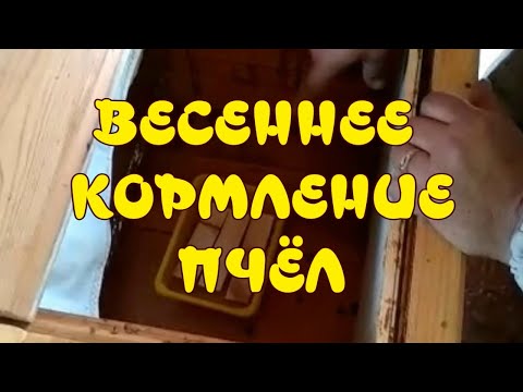 ВЕСЕННЯЯ ПОДКОРМКА ПЧЁЛ