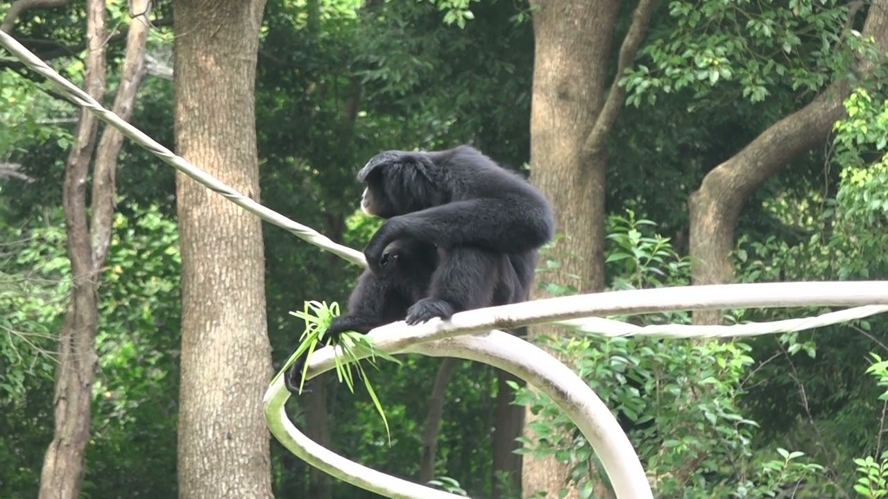 ブレーブくんは手前でハートさんは小屋の上でオヤツです フクロテナガザル 千葉市動物公園にて 22年8月21日 Youtube