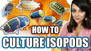 HOW TO CULTURE ISOPODS  Breeding and splitting an isopod colony!