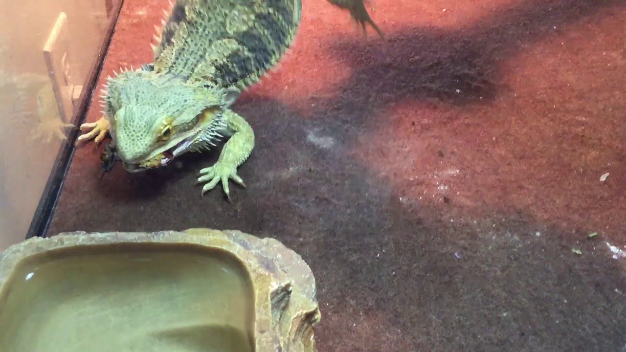 Not Normal Exotics Must watch before buying your own bearded dragon 🐉 - Not Normal Exotics ...