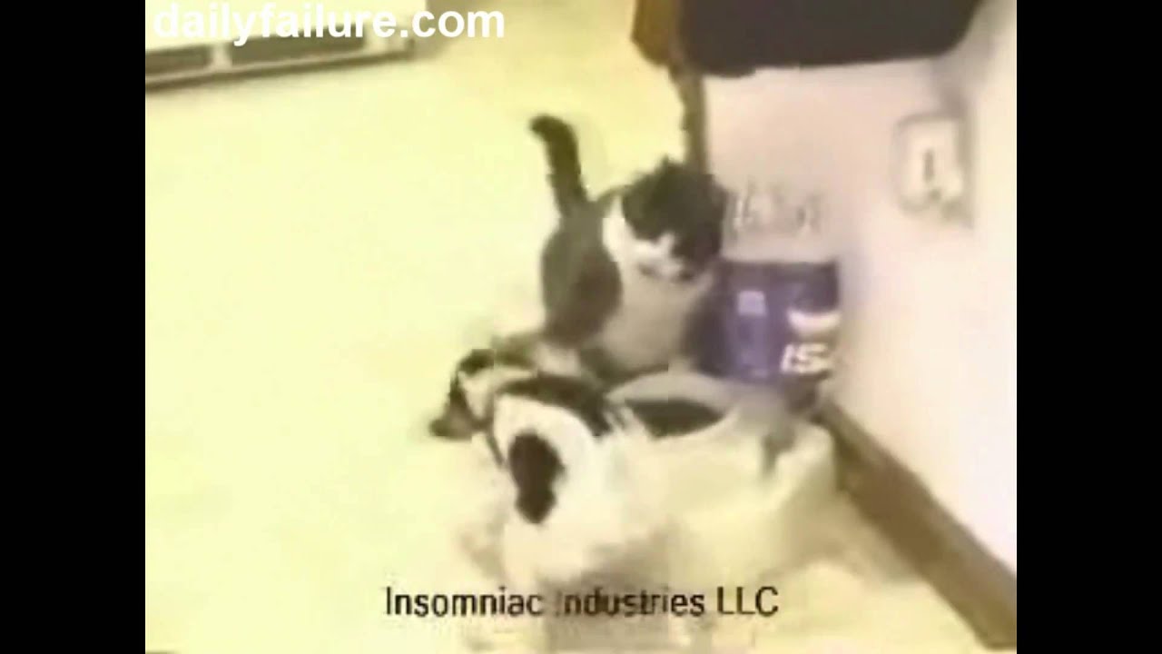 Cat vs Dog The food fight YouTube