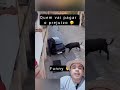 Touro furioso destruindo carro 🚗 #animais #fazendas #shorts #seinscrevamnocanal