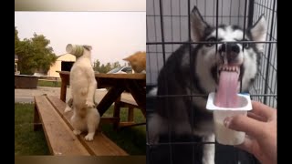 Cute Pets Video 💕 Funny animals 💕 Cute Animals Compilation 2019