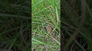 The 1st toad of spring! #spring #nature #winter #toad #eriepennsylvania