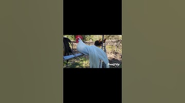 Bantam Phoenix Qaib Dib Tw Ntev #reels #shorts #chicken #poultry #gamefowl #ayam #rooster #gallos