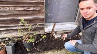 Créer Un Parterre Quelles Plantes Choisir? Les Bonnes Questions À Se Poser.