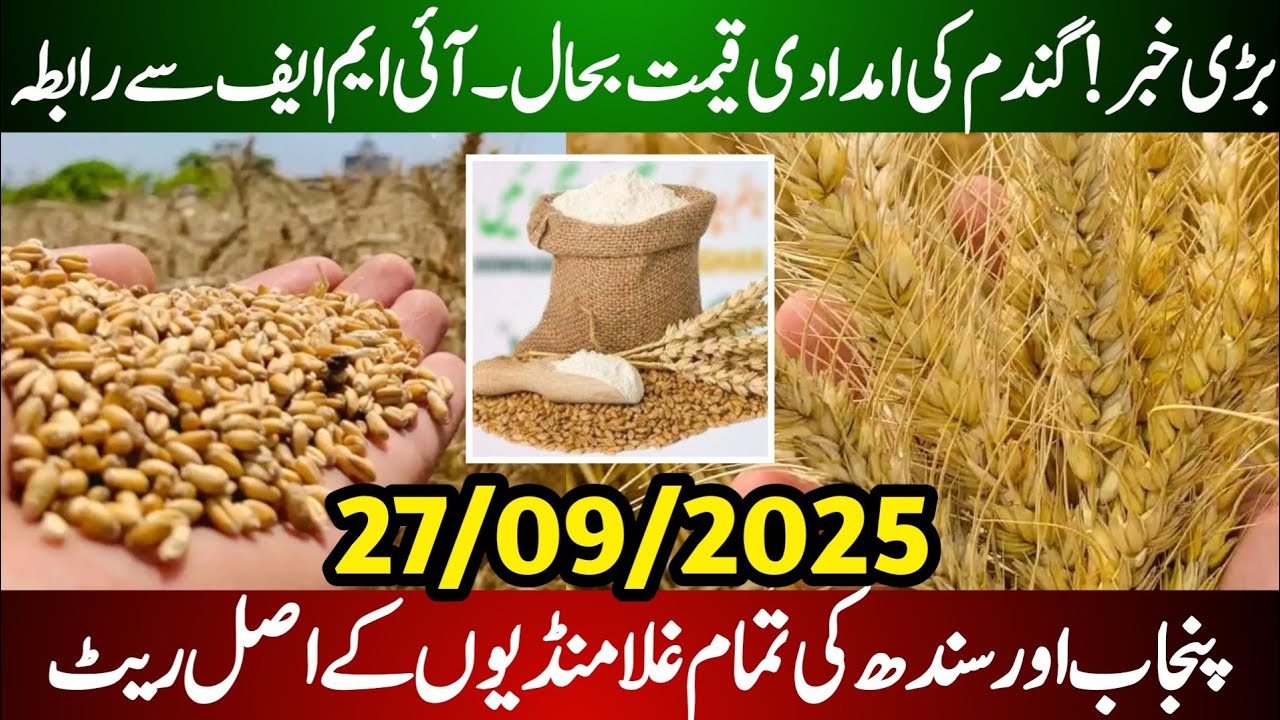 Today Wheat Price in Punjab | Wheat Prices Pakistan | Gundam Rate Today ...