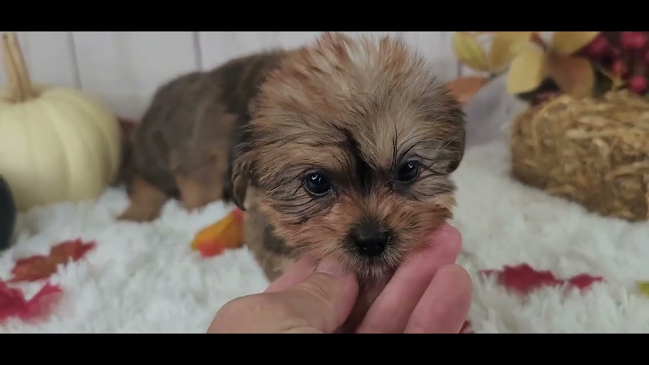 Shorkie Rescue Shorkie puppies available for adoption - YouTube