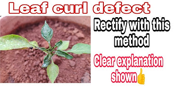 How to save your plant from leaf curl | Saving my capsicum plant |  Leaf curl rectifying technique