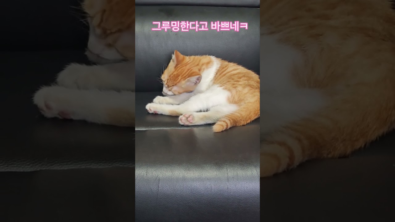 덕순이네 가족 #율무 #삼형제집사 #퇴근 #부산강서구