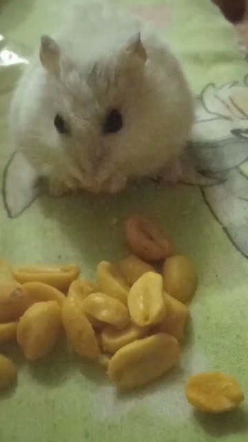 хомячок🥰 - YouTube