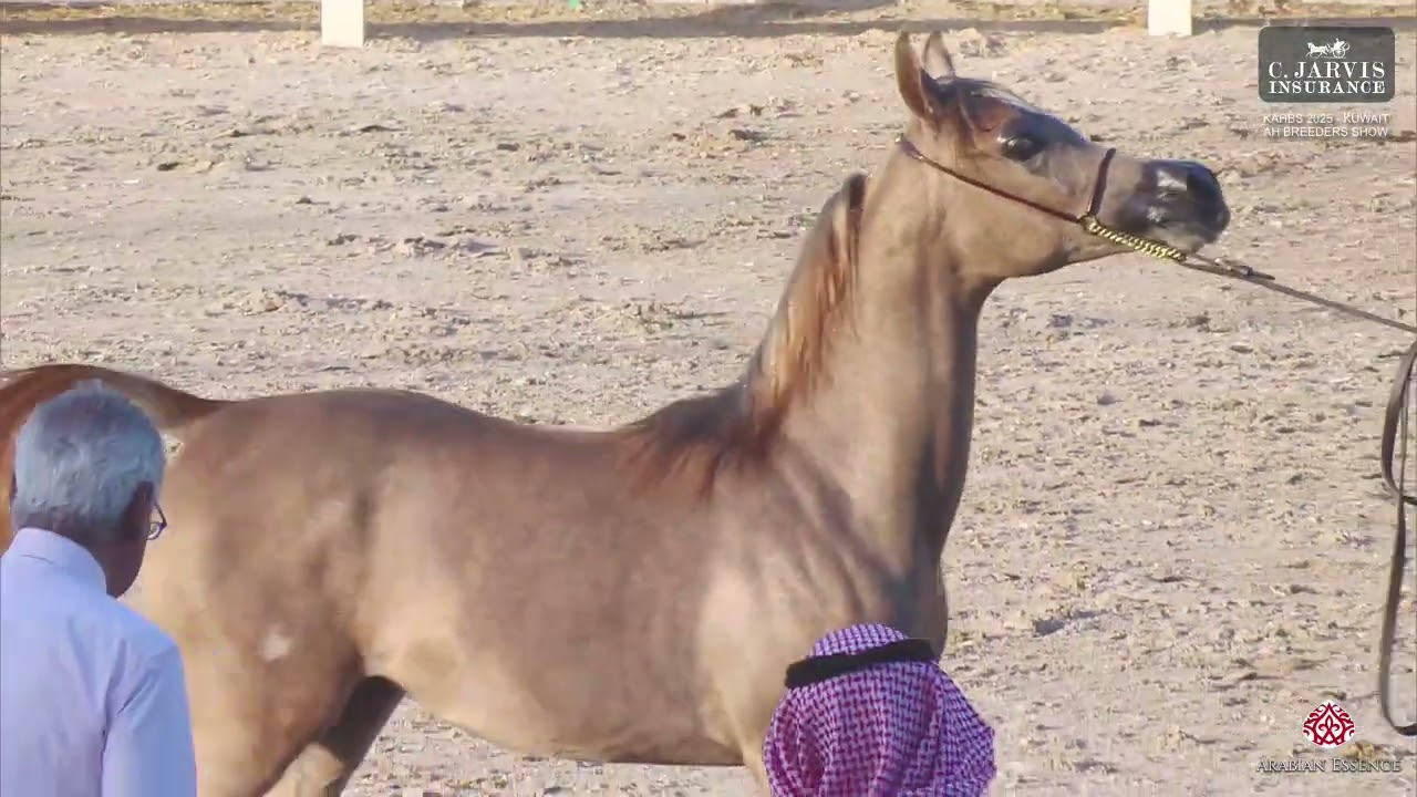 N 31 AMERAH ABUTHNAIN   KAHBS 2025   Kuwait AH Breeders Show   Filly Foals   Section C Class FFC