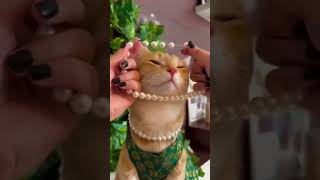 cat dress| cat getting ready | nice 👌