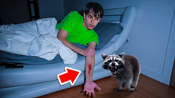 A Vicious Raccoon ATTACKED Me In The Middle Of The Night!