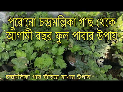 ভিডিও: কীভাবে পারিবারিক গাছের ব্যবস্থা করবেন