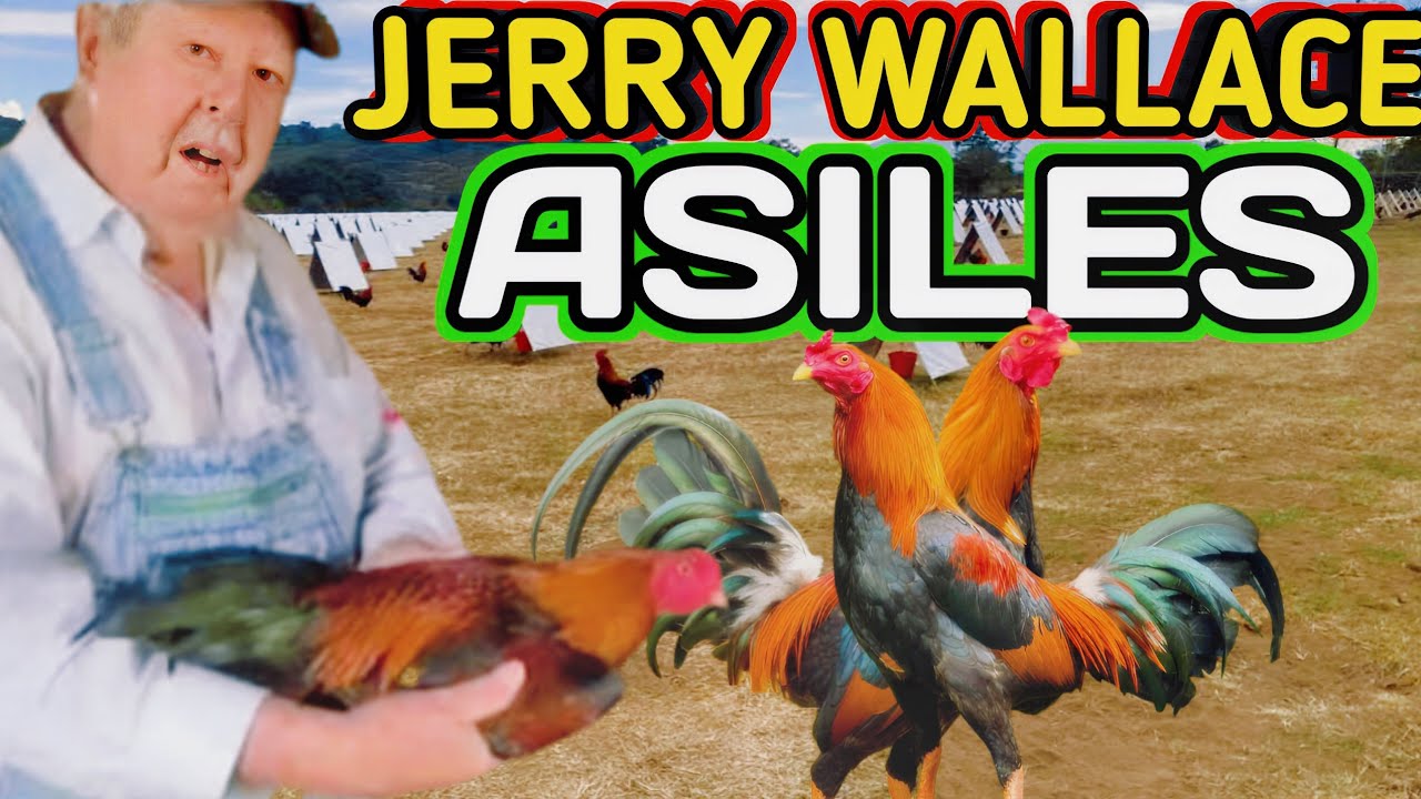 Джерри Уоллес «История его приютов» 💥💥💥🐓🐓🐓🔥🔥