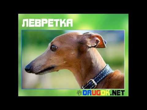 Левретка