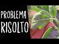 Piante PIENE di AFIDI ðŸ˜±: Ã¨ ora di AGIRE!ðŸ’ª