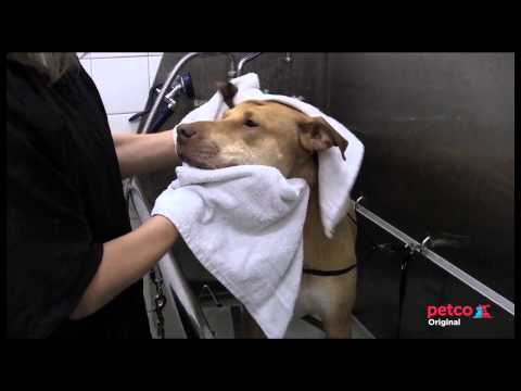 Petco Grooming Salon Tour