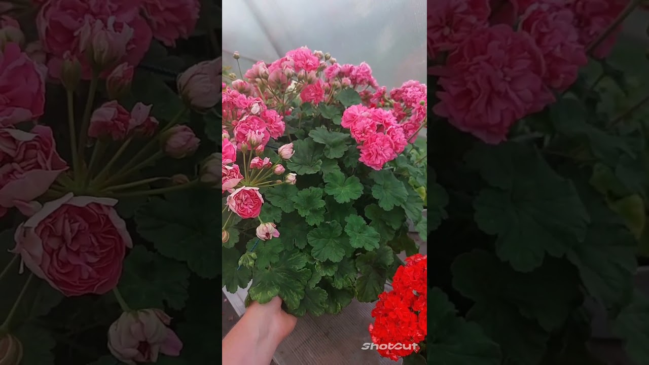 Моя  Eva Fly. Лето 2023 года. Вазон на 18 л.