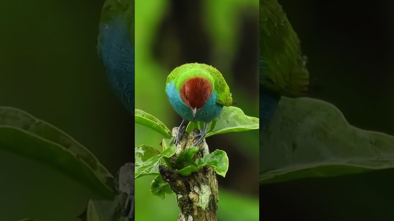 The bay-headed tanager