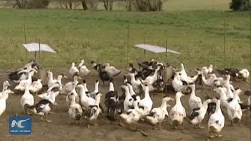 EU identifies new outbreaks of avian influenza