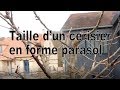 Taille d'un cerisier en forme parasol