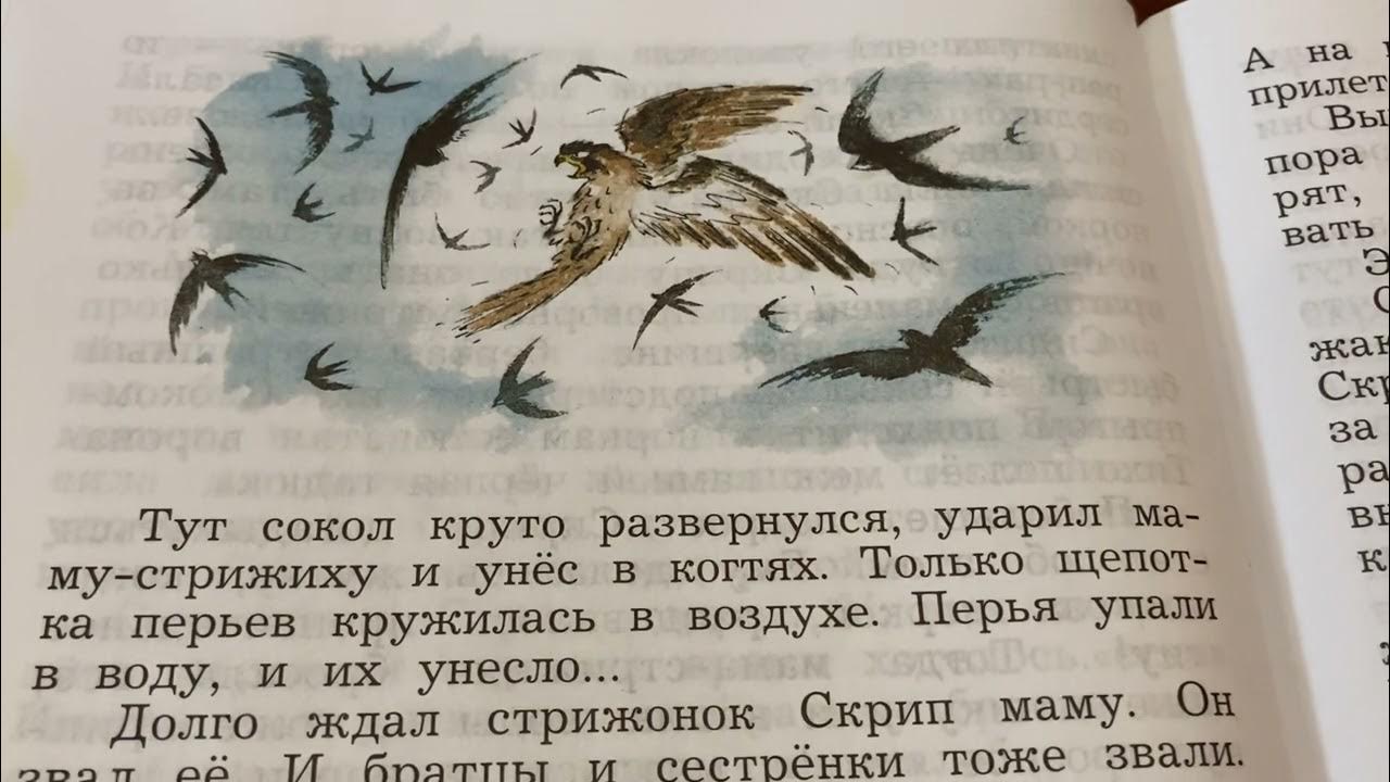 Стрижонок скрип в сокращении. В П Астафьев Стрижонок скрип. В.П.Астафьев Стрижонок скрип текст.