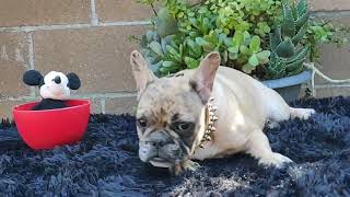 French Bulldog Puppies Sale in Van Nuys, CA